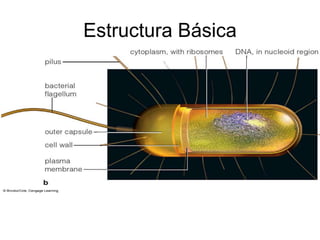 Estructura Básica
 
