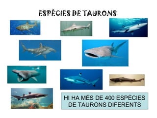 PROJECTE TAURÓ