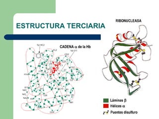 ESTRUCTURA TERCIARIA CADENA    de la Hb 