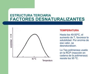 ESTRUCTURA TERCIARIA FACTORES DESNATURALIZANTES TEMPERATURA Hasta los 40-50ºC, el aumento de T, favorece la solubilidad. Por encima de ese valor, se desnaturalizan. La Taq polimerasa usada en la RCP (reacción en cadena de la polimerasa) resiste los 95 ºC. 