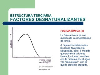 ESTRUCTURA TERCIARIA FACTORES DESNATURALIZANTES FUERZA IÓNICA (  ) La fuerza iónica es una medida de la concentración de iones.  A bajas concentraciones, los iones favorecen la solubilidad, pero, a medida que aumenta la fuerza iónica, los iones compiten con la proteína por el agua y la “secuestran”, con lo que la proteína precipita. 