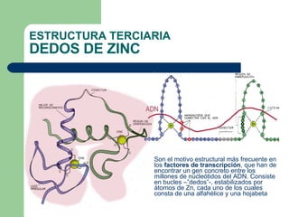 ESTRUCTURA TERCIARIA DEDOS DE ZINC Son el motivo estructural más frecuente en los  factores de transcripción , que han de encontrar un gen concreto entre los millones de nucleótidos del ADN. Consiste en bucles –”dedos”-, estabilizados por átomos de Zn, cada uno de los cuales consta de una alfahélice y una hojabeta 
