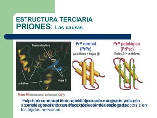 La proteína normal tiene más hélices alfa que hojas beta y la anormal al revés, lo que hace que esté más replegada.  ESTRUCTURA TERCIARIA PRIONES:  Las causas Esto hace que la proteína patológica no se degrade y que se acumule, generando un efecto tóxico, induciendo la apoptosis en los tejidos nerviosos. 