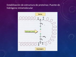 Estabilización de estructura de proteínas: Puente de
hidrógeno intramolecular
 
