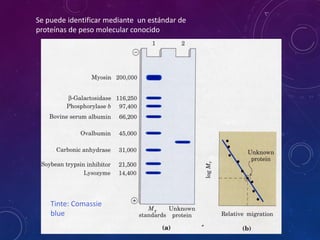 Tinte: Comassie
blue
Se puede identificar mediante un estándar de
proteínas de peso molecular conocido
 
