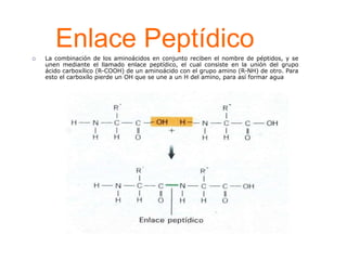 Enlace Peptídico
 La combinación de los aminoácidos en conjunto reciben el nombre de péptidos, y se
unen mediante el llamado enlace peptídico, el cual consiste en la unión del grupo
ácido carboxílico (R-COOH) de un aminoácido con el grupo amino (R-NH) de otro. Para
esto el carboxílo pierde un OH que se une a un H del amino, para así formar agua
 
