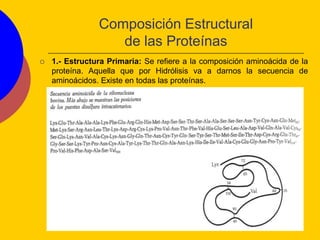 Composición Estructural
de las Proteínas
 1.- Estructura Primaria: Se refiere a la composición aminoácida de la
proteína. Aquella que por Hidrólisis va a darnos la secuencia de
aminoácidos. Existe en todas las proteínas.
 