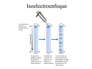 Isoelectroenfoque
Una solucion de
anfolitos es
incorporada en
un gel
Se genera un
gradiente estable
de pH tras la
aplicación de un
campo eléctrico
Se añade una
solución con
proteínas y se
reaplica un
campo eléctrico
Tras la tinción, las
proteínas aparecen
distribuidas a lo largo
del gradiente de pH
de acuerdo con su
valores de pI
 