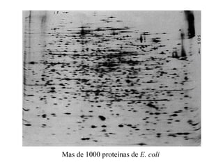 Mas de 1000 proteínas de E. coli
 