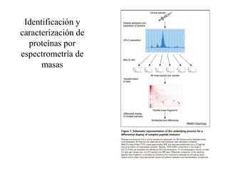 Identificación y
caracterización de
proteínas por
espectrometría de
masas
 