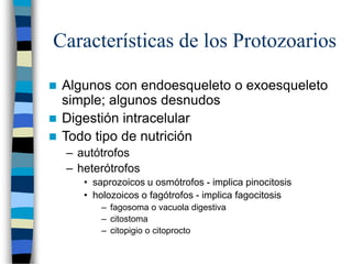 Características de los Protozoarios
 Algunos con endoesqueleto o exoesqueleto
simple; algunos desnudos
 Digestión intracelular
 Todo tipo de nutrición
– autótrofos
– heterótrofos
• saprozoicos u osmótrofos - implica pinocitosis
• holozoicos o fagótrofos - implica fagocitosis
– fagosoma o vacuola digestiva
– citostoma
– citopigio o citoprocto
 