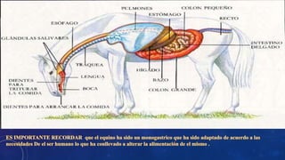 COLICO EN CABALLOS 