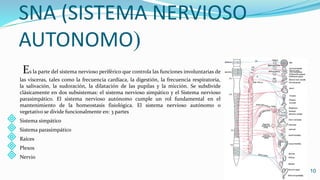SNA (SISTEMA NERVIOSO
AUTONOMO
Es la parte del sistema nervioso periférico que controla las funciones involuntarias de
las vísceras, tales como la frecuencia cardíaca, la digestión, la frecuencia respiratoria,
la salivación, la sudoración, la dilatación de las pupilas y la micción. Se subdivide
clásicamente en dos subsistemas: el sistema nervioso simpático y el Sistema nervioso
parasimpático. El sistema nervioso autónomo cumple un rol fundamental en el
mantenimiento de la homeostasis fisiológica. El sistema nervioso autónomo o
vegetativo se divide funcionalmente en: 3 partes
 Sistema simpático
 Sistema parasimpático
 Raíces
 Plexos
 Nervio
10
 