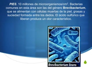 S
PIES. 10 millones de microorganismos/cm2. Bacterias
comunes en esta área son las del género Brevibacterium,
que se alimentan con células muertas de la piel, grasas y
suciedad formada entre los dedos. El ácido sulfúrico que
liberan produce un olor característico.
 