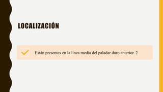 LOCALIZACIÓN
Están presentes en la línea media del paladar duro anterior. 2
 