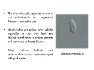 • The only eukaryotic organism known to
lack mitochondria is oxymonad
Monocercomonoides spp.
• Mitochondria are unlike other cellular
organelles in that they have two
distinct membranes, a unique genome
and reproduce by binary fission.
These features indicate that
mitochondria share an evolutionary past
with prokaryotes .
Monocercomonoides
 