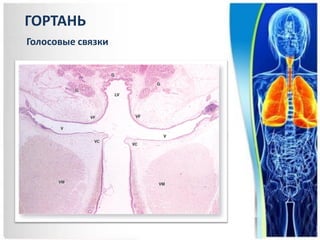 ГОРТАНЬ
Голосовые связки
 
