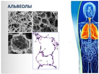 АЛЬВЕОЛЫ
 