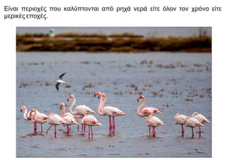 Είναι περιοχές που καλύπτονται από ρηχά νερά είτε όλον τον χρόνο είτε
μερικές εποχές.
 