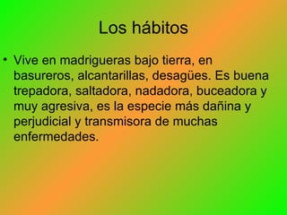Los hábitos Vive en madrigueras bajo tierra, en basureros, alcantarillas, desagües. Es buena trepadora, saltadora, nadadora, buceadora y muy agresiva, es la especie más dañina y perjudicial y transmisora de muchas enfermedades. 