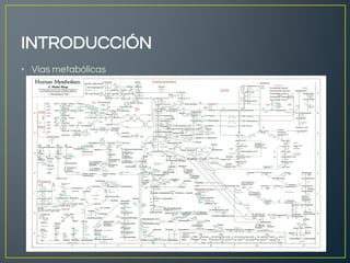 INTRODUCCIÓN
• Vías metabólicas
 