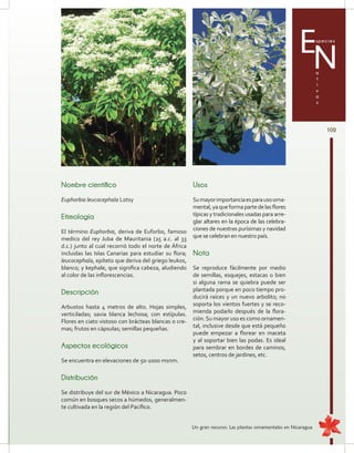 109
Especies
a
t
i
v
a
s
N
Nombre científico
Euphorbia leucocephala Lotsy
Etimología
El término Euphorbia, deriva de Euforbo, famoso
medico del rey Juba de Mauritania (25 a.c. al 33
d.c.) junto al cual recorrió todo el norte de África
incluidas las Islas Canarias para estudiar su flora;
leucocephala, epíteto que deriva del griego leukos,
blanco; y kephale, que significa cabeza, aludiendo
al color de las inflorescencias.
Descripción
Arbustos hasta 4 metros de alto. Hojas simples,
verticiladas; savia blanca lechosa; con estípulas.
Flores en ciato vistoso con brácteas blancas o cre-
mas; frutos en cápsulas; semillas pequeñas.
Aspectos ecológicos
Se encuentra en elevaciones de 50-1000 msnm.
Distribución
Se distribuye del sur de México a Nicaragua. Poco
común en bosques secos a húmedos, generalmen-
te cultivada en la región del Pacífico.
Usos
Sumayorimportanciaesparausoorna-
mental,yaqueformapartedelasflores
típicas y tradicionales usadas para arre-
glar altares en la época de las celebra-
ciones de nuestras purísimas y navidad
que se celebran en nuestro país.
Nota
Se reproduce fácilmente por medio
de semillas, esquejes, estacas o bien
si alguna rama se quiebra puede ser
plantada porque en poco tiempo pro-
ducirá raíces y un nuevo arbolito; no
soporta los vientos fuertes y se reco-
mienda podarlo después de la flora-
ción.Su mayor uso es como ornamen-
tal, inclusive desde que está pequeño
puede empezar a florear en maceta
y al soportar bien las podas. Es ideal
para sembrar en bordes de caminos,
setos, centros de jardines, etc.
Un gran recurso: Las plantas ornamentales en Nicaragua
 