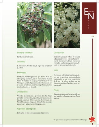 129
Especies
a
t
i
v
a
s
N
Nombre científico
Sambucus canadensis L.
Sinonimia
S. mexicanaC. Presl ex DC.; S. nigra ssp. canadensis
(L.) Bolli.
Etimología
Sambucus, nombre genérico que deriva de la pa-
labra griega sambuke, de un instrumento musical
hecho de madera de sauco y un nombre usado por
Plinio para un árbol posiblemente relacionado con
el sauco; canadensis, epíteto geográfico que alude
a su localización en Canadá.
Descripción
Arbustos o árboles de 2-5 metros de alto. Hojas
pinnadas compuestas, opuestas; savia acuosa; es-
típulas ausentes. Inflorescencias terminales con
flores blancas con fragancia dulce; frutos bayas ju-
gosas negro-púrpura; semillas pequeñas.
Aspectos ecológicos
Se localiza en elevaciones de 200-1600 msnm.
Distribución
Se distribuye desde el Este deCanadá
y Estados Unidos a México hasta Pa-
namá. Común en hábitats montanos
húmedos y alterados y además culti-
vada en la mayor parte del país.
Usos
A menudo cultivada en patios y jardi-
nes por el aprecio a sus propiedades
medicinales, se usa en el tratamiento
de la tos y la fiebre, también por sus
frutos comestibles. También como or-
namental.
Nota
Especie con potencial ornamental, por
sus grandes inflorescencias con flores
blancas.
Un gran recurso: Las plantas ornamentales en Nicaragua
 