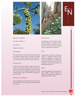 141
Especies
a
t
i
v
a
s
N
Nombre científico
Coccoloba uvifera (L.) L.
Sinonimia
Polygonum uvifera L.
Etimología
El nombre genérico Coccoloba del griego kokkolo-
bis, nombre antiguo dado a una parra por la apa-
riencia de sus frutos; uvifera del latín uvifer-fera-
um, productor de uvas, por los racimos de frutos.
Descripción
Árbol hasta 20 metros de alto. Hojas simples orbi-
culares o reniformes, alternas; savia acuosa; estí-
pulas ócreas. Flores en espigas o racimos, peque-
ñas cremas; frutos en drupas rodeadas de un arilo
carnoso rosado, joven; marfil, adulto; semillas ne-
gras aristadas.
Aspectos ecológicos
Frutos apetecidos por la fauna silvestre.Tolera muy
bien la salinidad. Se encuentra en elevaciones de
0-30 msnm.
Distribución
Se distribuye desde Estados Unidos
(Florida), México, al norte de Suda-
mérica y también las Antillas. Común
en áreas costeras marinas, en ambas
costas, raramente tierra adentro.
Usos
Ornamental. Las raíces y la corteza se
utilizan en medicina popular contra
diarreas y disenterías. La corteza tie-
ne taninos utilizados en curtientes. El
fruto se puede comer crudo o en mer-
meladas, y al fermentar produce una
bebida parecida al vino.
Nota
Especie apropiada para reforestar par-
ques, hoteles y centros turísticos de
playas.Se reproduce por semillas y por
esquejes de madera madura.
Un gran recurso: Las plantas ornamentales en Nicaragua
 
