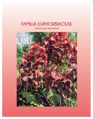 FAMILIA EUPHORBIACEAE
Chichicaste montañero
 