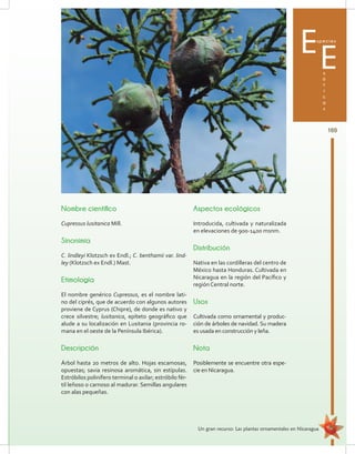 169
Un gran recurso: Las plantas ornamentales en Nicaragua
Especies
x
ó
t
i
c
a
s
E
Nombre científico
Cupressus lusitanica Mill.
Sinonimia
C. lindleyi Klotzsch ex Endl.; C. benthamii var. lind-
ley (Klotzsch ex Endl.) Mast.
Etimología
El nombre genérico Cupressus, es el nombre lati-
no del ciprés, que de acuerdo con algunos autores
proviene de Cyprus (Chipre), de donde es nativo y
crece silvestre; lusitanica, epíteto geográfico que
alude a su localización en Lusitania (provincia ro-
mana en el oeste de la Península Ibérica).
Descripción
Árbol hasta 20 metros de alto. Hojas escamosas,
opuestas; savia resinosa aromática, sin estípulas.
Estróbilos polinífero terminal o axilar; estróbilo fér-
til leñoso o carnoso al madurar. Semillas angulares
con alas pequeñas.
Aspectos ecológicos
Introducida, cultivada y naturalizada
en elevaciones de 900-1400 msnm.
Distribución
Nativa en las cordilleras del centro de
México hasta Honduras. Cultivada en
Nicaragua en la región del Pacífico y
región Central norte.
Usos
Cultivada como ornamental y produc-
ción de árboles de navidad. Su madera
es usada en construcción y leña.
Nota
Posiblemente se encuentre otra espe-
cie en Nicaragua.
 
