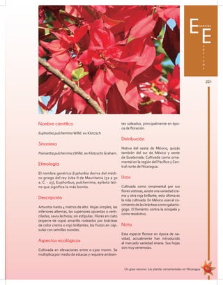 221
Un gran recurso: Las plantas ornamentales en Nicaragua
Especies
x
ó
t
i
c
a
s
E
Nombre científico
Euphorbia pulcherrimaWilld. ex Klotzsch
Sinonimia
Poinsettia pulcherrima (Willd. ex Klotzsch) Graham.
Etimología
El nombre genérico Euphorbia deriva del médi-
co griego del rey Juba II de Mauritania (52 a 50
a. C. - 23), Euphorbus; pulcherrima, epíteto lati-
no que significa la más bonita.
Descripción
Arbustos hasta 4 metros de alto. Hojas simples, las
inferiores alternas, las superiores opuestas o verti-
ciladas; savia lechosa; sin estípulas. Flores en ciato
(especie de copa) amarillo rodeados por brácteas
de color crema o rojo brillantes; los frutos en cáp-
sulas con semillas ovoides.
Aspectos ecológicos
Cultivada en elevaciones entre 0-1300 msnm. Se
multiplica por medio de estacas y requiere ambien-
tes soleados, principalmente en épo-
ca de floración.
Distribución
Nativa del oeste de México, quizás
también del sur de México y oeste
de Guatemala. Cultivada como orna-
mental en la región del Pacífico yCen-
tral norte de Nicaragua.
Usos
Cultivada como ornamental por sus
flores vistosas, existe una variedad cre-
ma y otra roja brillante, esta última es
la más cultivada. En México usan el co-
cimientodelasbrácteascomogalacto-
gogo. El fomento contra la erisipela y
como resolutivo.
Nota
Esta especie florece en época de na-
vidad, actualmente han introducido
al mercado variedad enana. Sus hojas
son muy venenosas.
 