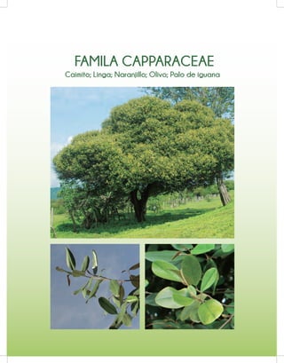FAMILA CAPPARACEAE
Caimito; Linga; Naranjillo; Olivo; Palo de iguana
 