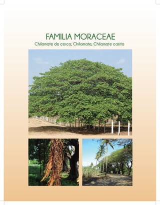 FAMILIA MORACEAE
Chilamate de cerco; Chilamate; Chilamate casita
 