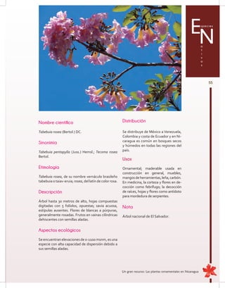 55
Especies
a
t
i
v
a
s
N
Nombre científico
Tabebuia rosea (Bertol.) DC.
Sinonimia
Tabebuia pentapylla (Juss.) Hemsl.; Tecoma rosea
Bertol.
Etimología
Tabebuia rosea, de su nombre vernáculo brasileño
tabebuia o taiav-eruia; rosea, del latín de color rosa.
Descripción
Árbol hasta 30 metros de alto, hojas compuestas
digitadas con 5 folíolos, opuestas; savia acuosa,
estípulas ausentes. Flores de blancas a púrpuras,
generalmente rosadas. Frutos en vainas cilíndricas
dehiscentes con semillas aladas.
Aspectos ecológicos
Se encuentran elevaciones de 0-1100 msnm, es una
especie con alta capacidad de dispersión debido a
sus semillas aladas.
Distribución
Se distribuye de México a Venezuela,
Colombia y costa de Ecuador y en Ni-
caragua es común en bosques secos
y húmedos en todas las regiones del
país.
Usos
Ornamental; maderable usada en
construcción en general, muebles,
mangosdeherramientas,leña,carbón.
En medicina, la corteza y flores en de-
cocción como febrífugo; la decocción
de raíces, hojas y flores como antídoto
para mordedura de serpientes.
Nota
Árbol nacional de El Salvador.
Un gran recurso: Las plantas ornamentales en Nicaragua
 