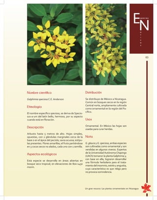 63
Especies
a
t
i
v
a
s
N
Nombre científico
Galphimia speciosa C.E. Anderson
Etimología
El nombre específico speciosa, se deriva de Specio-
sus-a-um del latín bello, hermoso, por su aspecto
cuando está en floración.
Descripción
Arbusto hasta 5 metros de alto. Hojas simples,
opuestas, con 2 glándulas marginales cerca de la
base o en el ápice del pecíolo; savia acuosa; estípu-
las presentes. Flores amarillas; el fruto partiéndose
en 3 cocos secos no alados, cada uno con 1 semilla.
Aspectos ecológicos
Esta especie se desarrolla en áreas abiertas en
bosque seco tropical; en elevaciones de 800-1450
msnm.
Distribución
Se distribuye de México a Nicaragua.
Común en bosques secos en la región
Central norte, ampliamente cultivada
como ornamental en la región del Pa-
cífico.
Usos
Ornamental. En México las hojas son
usadas para curar heridas.
Nota
G.glaucayG.speciosa,ambasespecies
son cultivadas como ornamental y son
vendidas en algunos viveros. Expertos
de la Universidad Autónoma Chapingo
(UACh) tomaron la plantaGalphimia y,
con base en ella, lograron desarrollar
una fórmula herbolaria para el trata-
mientodelinsomnio,estrésyangustia,
cuya característica es que relaja pero
no provoca somnolencia.
Un gran recurso: Las plantas ornamentales en Nicaragua
 