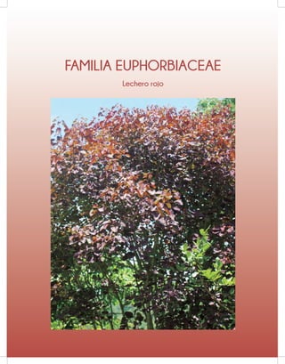 FAMILIA EUPHORBIACEAE
Lechero rojo
 