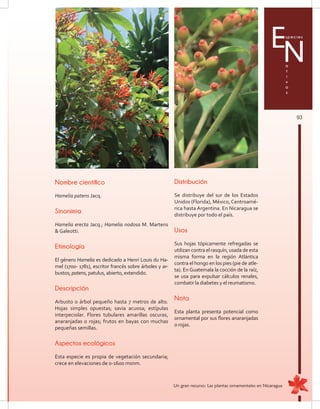 93
Especies
a
t
i
v
a
s
N
Nombre científico
Hamelia patens Jacq.
Sinonimia
Hamelia erecta Jacq.; Hamelia nodosa M. Martens
 Galeotti.
Etimología
El género Hamelia es dedicado a Henri Louis du Ha-
mel (1700- 1781), escritor francés sobre árboles y ar-
bustos; patens, patulus, abierto, extendido.
Descripción
Arbusto o árbol pequeño hasta 7 metros de alto.
Hojas simples opuestas; savia acuosa; estípulas
interpeciolar. Flores tubulares amarillas oscuras,
anaranjadas o rojas; frutos en bayas con muchas
pequeñas semillas.
Aspectos ecológicos
Esta especie es propia de vegetación secundaria;
crece en elevaciones de 0-1600 msnm.
Distribución
Se distribuye del sur de los Estados
Unidos (Florida), México,Centroamé-
rica hasta Argentina. En Nicaragua se
distribuye por todo el país.
Usos
Sus hojas tópicamente refregadas se
utilizancontraelrasquín,usadadeesta
misma forma en la región Atlántica
contra el hongo en los pies (pie de atle-
ta). En Guatemala la cocción de la raíz,
se usa para expulsar cálculos renales,
combatir la diabetes y el reumatismo.
Nota
Esta planta presenta potencial como
ornamental por sus flores anaranjadas
o rojas.
Un gran recurso: Las plantas ornamentales en Nicaragua
 