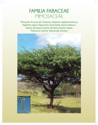 FAMILIA FABACEAE
Mezquite; Acacia de Catarina; Agüijote; Agüijote blanco;
Agüijote negro; Algarrobo; Anacawite; Espino blanco;
Espino de playa; Espino de llano; Espino negro;
Motrenco; Santol; Tamarindo montero
MIMOSACEAE
 