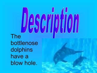 Description The bottlenose dolphins have a blow hole. 