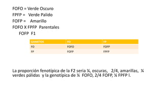 FOFO = Verde Oscuro
FPFP = Verde Palido
FOFP = Amarillo
FOFO X FPFP Parentales
FOFP F1
La proporción fenotípica de la F2 seria ¼, oscuras, 2/4, amarillas, ¼
verdes pálidas y la genotípica de ¼ FOFO, 2/4 FOFP, ¼ FPFP l.
GAMETOS FO FP
FO FOFO FOFP
FP FOFP FPFP
 