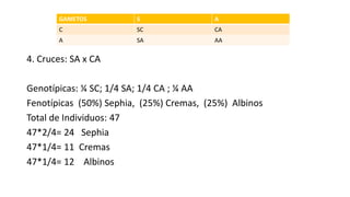 4. Cruces: SA x CA
Genotípicas: ¼ SC; 1/4 SA; 1/4 CA ; ¼ AA
Fenotípicas (50%) Sephia, (25%) Cremas, (25%) Albinos
Total de Individuos: 47
47*2/4= 24 Sephia
47*1/4= 11 Cremas
47*1/4= 12 Albinos
GAMETOS S A
C SC CA
A SA AA
 