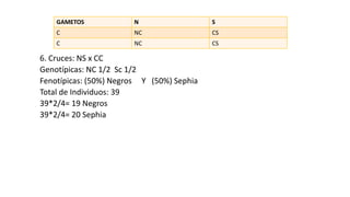 6. Cruces: NS x CC
Genotípicas: NC 1/2 Sc 1/2
Fenotípicas: (50%) Negros Y (50%) Sephia
Total de Individuos: 39
39*2/4= 19 Negros
39*2/4= 20 Sephia
GAMETOS N S
C NC CS
C NC CS
 