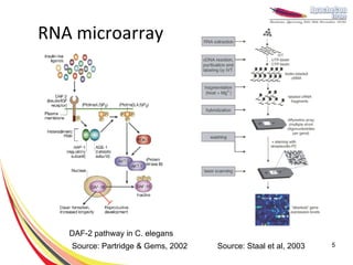 RNA microarray




   DAF-2 pathway in C. elegans
   Source: Partridge & Gems, 2002   Source: Staal et al, 2003   5
 