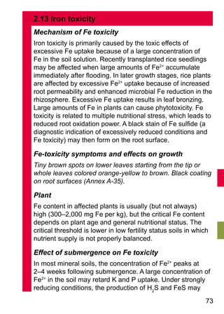 73
2.13	Iron toxicity
Mechanism of Fe toxicity
Iron toxicity is primarily caused by the toxic effects of
excessive Fe uptake because of a large concentration of
Fe in the soil solution. Recently transplanted rice seedlings
may be affected when large amounts of Fe2+
accumulate
immediately after flooding. In later growth stages, rice plants
are affected by excessive Fe2+
uptake because of increased
root permeability and enhanced microbial Fe reduction in the
rhizosphere. Excessive Fe uptake results in leaf bronzing.
Large amounts of Fe in plants can cause phytotoxicity. Fe
toxicity is related to multiple nutritional stress, which leads to
reduced root oxidation power. A black stain of Fe sulfide (a
diagnostic indication of excessively reduced conditions and
Fe toxicity) may then form on the root surface.
Fe-toxicity symptoms and effects on growth
Tiny brown spots on lower leaves starting from the tip or
whole leaves colored orange-yellow to brown. Black coating
on root surfaces (Annex A-35).
Plant
Fe content in affected plants is usually (but not always)
high (300–2,000 mg Fe per kg), but the critical Fe content
depends on plant age and general nutritional status. The
critical threshold is lower in low fertility status soils in which
nutrient supply is not properly balanced.
Effect of submergence on Fe toxicity
In most mineral soils, the concentration of Fe2+
peaks at
2–4 weeks following submergence. A large concentration of
Fe2+
in the soil may retard K and P uptake. Under strongly
reducing conditions, the production of H2
S and FeS may
 