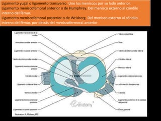 Ligamento yugal o ligamento transverso. Une los meniscos por su lado anterior.
Ligamento meniscofemoral anterior o de Humphrey. Del menisco externo al cóndilo
interno del fémur.
Ligamento meniscofemoral posterior o de Wrisberg. Del menisco externo al cóndilo
interno del fémur, por detrás del meniscofermoral anterior
 