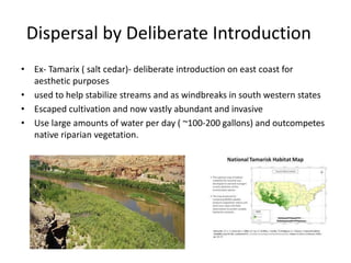 Dispersal by Deliberate Introduction
• Ex- Tamarix ( salt cedar)- deliberate introduction on east coast for
aesthetic purposes
• used to help stabilize streams and as windbreaks in south western states
• Escaped cultivation and now vastly abundant and invasive
• Use large amounts of water per day ( ~100-200 gallons) and outcompetes
native riparian vegetation.
 