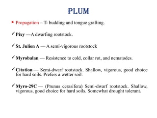 Plum
 Propagation – T- budding and tongue grafting.
Pixy —A dwarfing rootstock.
St. Julien A — A semi-vigorous rootstock
Myrobalan — Resistence to cold, collar rot, and nematodes.
Citation — Semi-dwarf rootstock. Shallow, vigorous, good choice
for hard soils. Prefers a wetter soil.
Myro-29C — (Prunus cerasifera) Semi-dwarf rootstock. Shallow,
vigorous, good choice for hard soils. Somewhat drought tolerant.
 