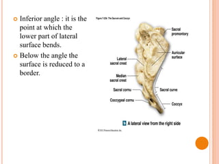 Inferior angle : it is the
point at which the
lower part of lateral
surface bends.
 Below the angle the
surface is reduced to a
border.
 