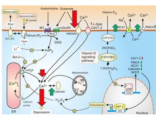 Vit.D e Neuronutrizione