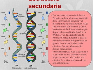 Estructura
secundaria
• Es una estructura en doble hélice.
Permite explicar el almacenamiento
de la información genética y el
mecanismo de duplicación del ADN.
Fue postulada por Watson y Crick,
basándose en la difracción de rayos
X que habían realizado Franklin y
Wilkins, y en la equivalencia de
bases de Chargaff, según la cual la
suma de adeninas más guaninas es
igual a la suma de timinas más
citosinas.Es una cadena doble.
Ambas cadenas son
complementarias, pues la adenina y
la guanina de una cadena se unen,
respectivamente, a la timina y la
citosina de la otra. Ambas cadenas
son antiparalelas
 